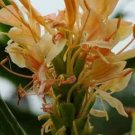 Garden Plant Hedychium Double Eagle