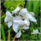 Garden Plant Hedychium Coronarium White Butterfly