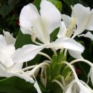 Garden Plant Hedychium Coronarium Maximum