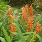 Garden Plant Hedychium Coccineum Disney