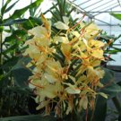 Garden Plant Hedychium BeniOran