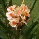 Garden Plant Hedychium Apricot