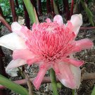 Garden Plant Etlingera Elatior “Yamamoto”