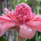 Garden Plant Etlingera Elatior Pink Torch Ginger