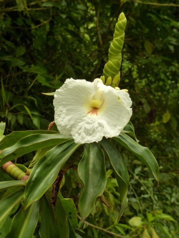 Garden Plant Dimerocostus Strobilaceous