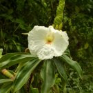 Garden Plant Dimerocostus Strobilaceous