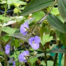 Garden Plant Dichorisandra Thyrsiflora Pendant Blue Ginger