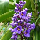 Garden Plant Dichorisandra Thrysifolia Blue Ginger