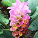 Garden Plant Curcuma Manee “Sweet Memory”