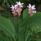 Garden Plant Curcuma Maejo Elite “Chocolate Zebra”