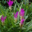 Garden Plant Curcuma Alismatifolia Raspberry