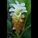 Garden Plant Curcuma “Manee Siam”