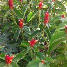 Garden Plant Costus Woodsonii Dwarf French Kiss