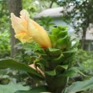 Garden Plant Costus Varzearum Maldanado