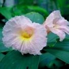 Garden Plant Costus Sp. Vietnam Lavender