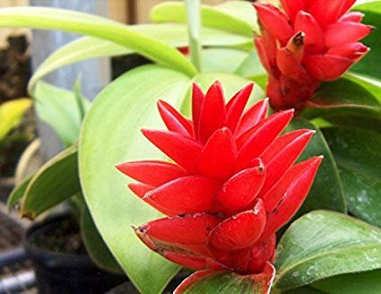 Garden Plant Costus Sp. Red Rose