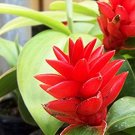 Garden Plant Costus Sp. Red Rose