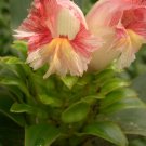 Garden Plant Costus Sp. Morning Sun