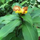 Garden Plant Costus Sp. Hieroglyphics
