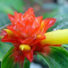 Garden Plant Costus Sp. Emerald Chalise