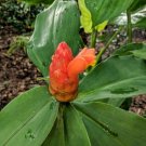 Garden Plant Costus Scaber