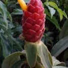 Garden Plant Costus Red Basal