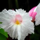 Garden Plant Costus Pink Crepe