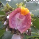 Garden Plant Costus Leucanthus