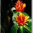 Garden Plant Costus Curvibractiatus Red Yellow Waxy
