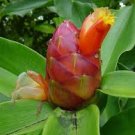 Garden Plant Costus Belize Chocolate