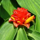 Garden Plant Costus Barbatus Dwarf