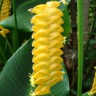 Garden Plant Calathea Crotalifera Yellow Rattleshaker
