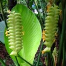 Garden Plant Calathea Crotalifera Green Rattleshaker