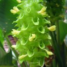 Garden Plant Calathea Burlemarxii Green Ice
