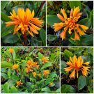 Garden Plant Burbidgea Scheizocheila “Golden Brush”