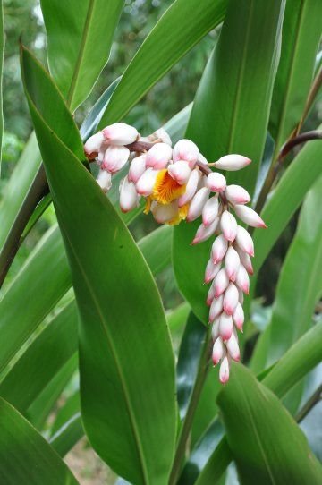 Garden Plant Alpinia Zerumbet Shell Ginger