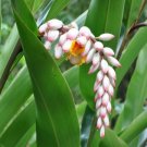 Garden Plant Alpinia Zerumbet Shell Ginger