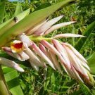Garden Plant Alpinia Sp.Hanging Pink