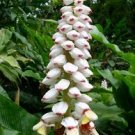 Garden Plant Alpinia Sp.Giant White Shell Malaccensis
