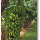 Garden Plant Grand Nain