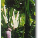 Garden Plant Caradaba