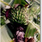 Garden Plant Burro or Bluggo