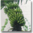 Garden Plant Rajapuri