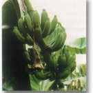 Garden Plant Pisang Raja