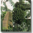 Garden Plant Mysore