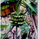 Garden Plant Monthan