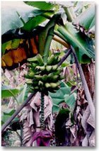 Garden Plant Monthan