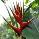 Garden Plant Heliconia Caribaea Richmond Red