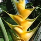 Garden Plant Heliconia Caribaea “Gold