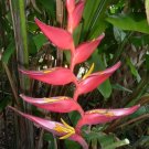 Garden Plant Heliconia Bourgeana x Collinsiana Pedro Ortiz
